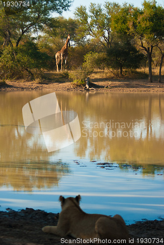 Image of Lion watching giraffe