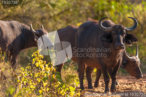 Image of Cape buffalo (Syncerus caffer)