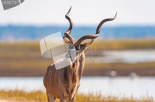 Image of Kudu bull