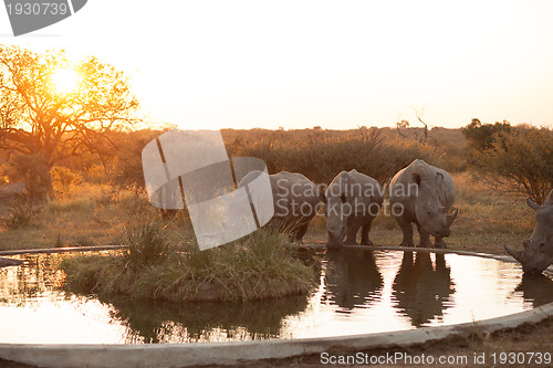 Image of Rhinos at a watering hole