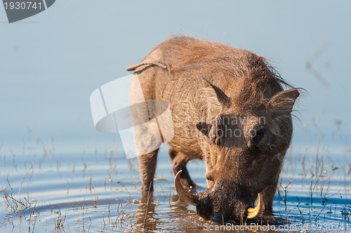 Image of Brown hairy warthog