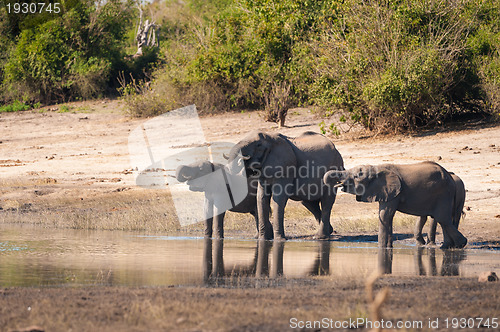 Image of Group of elephants drinking