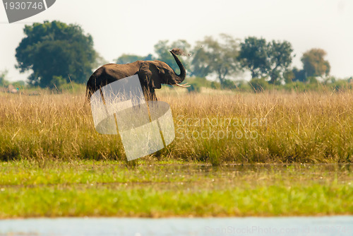 Image of Elephant throwing dirt