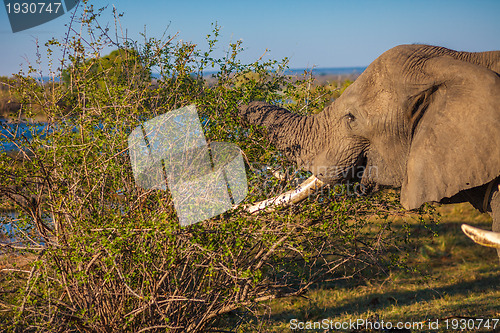 Image of Elephant eating