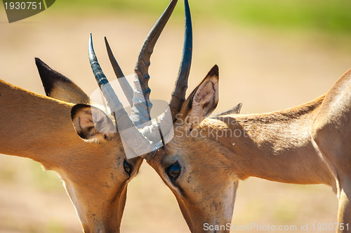 Image of Impala butting heads