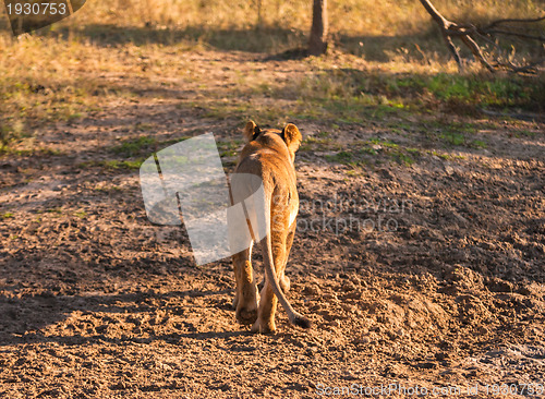 Image of Lion walking away