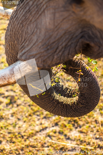 Image of Elephant eating