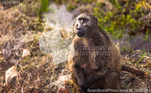 Image of Baboon