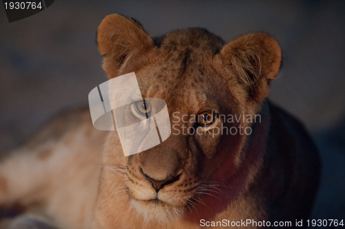 Image of Young lion close up