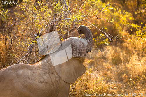 Image of Baby elephant eating