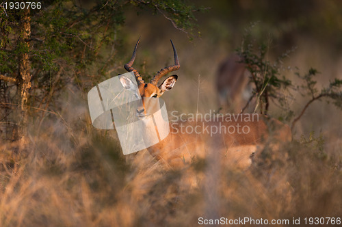 Image of Impala