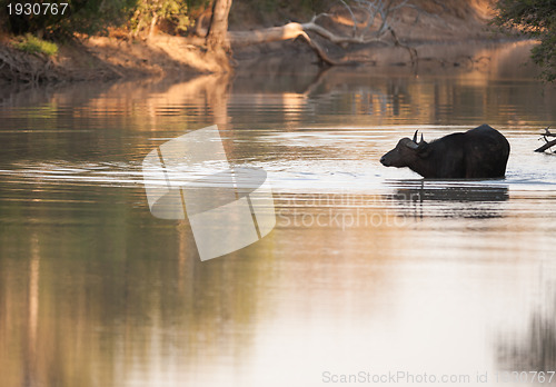 Image of Cape buffalo in water