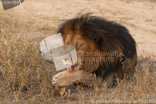 Image of Lion licking his paw