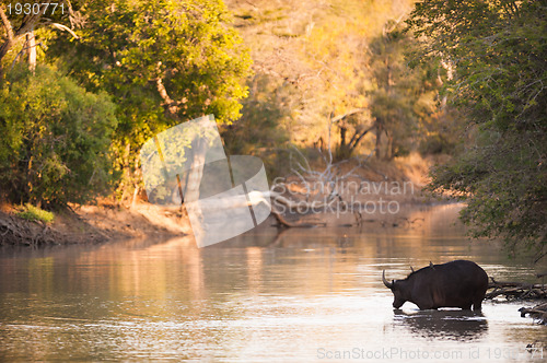 Image of Cape buffalo in water