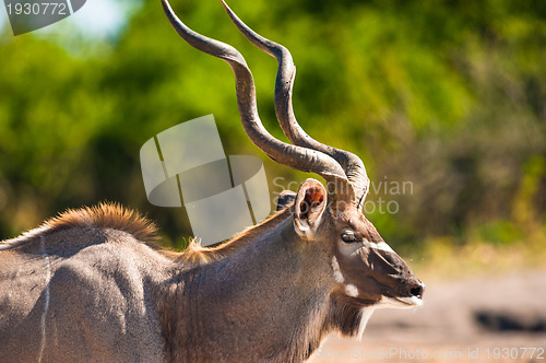 Image of Kudu bull