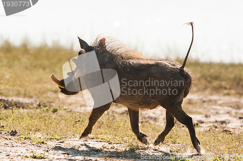 Image of Running warthog