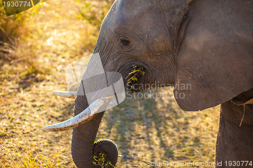 Image of Elephant eating