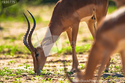 Image of Impala