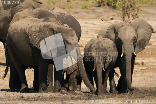 Image of African bush elephants