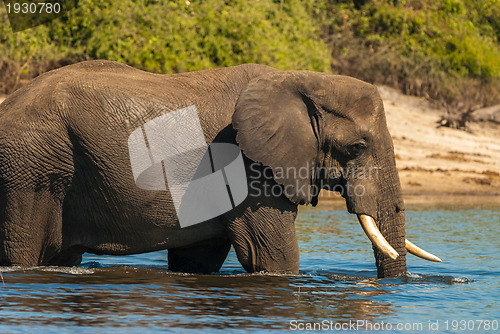 Image of African bush elephant crossing river