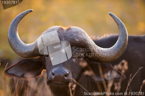 Image of African buffalo