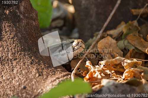 Image of African rock python head