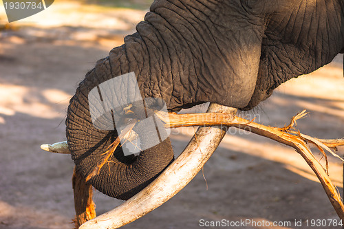 Image of African bush elephant