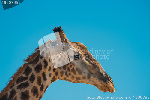 Image of Giraffe head