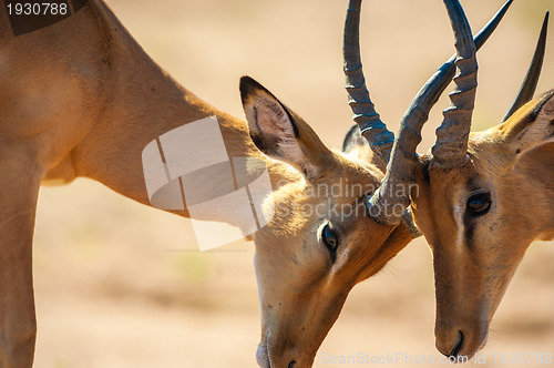 Image of Impala butting heads