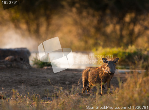 Image of Wild boar