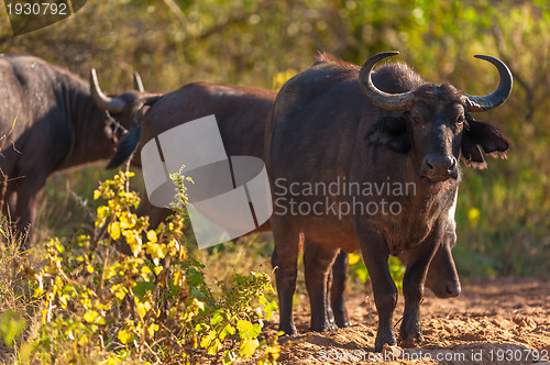 Image of Cape buffalo (Syncerus caffer)