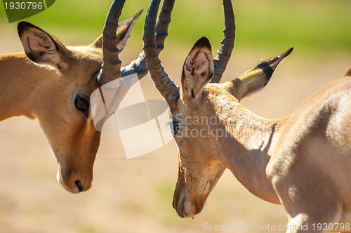 Image of Impala butting heads