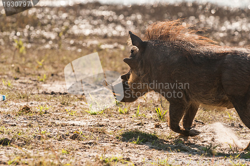 Image of Running warthog