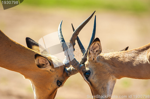 Image of Impala butting heads