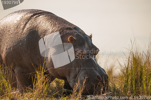 Image of Grazing hippopotamus