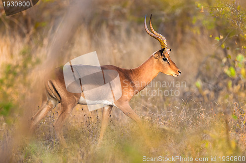 Image of Impala walking in the bush