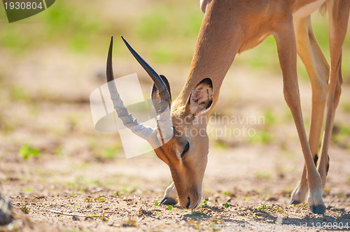 Image of Impala