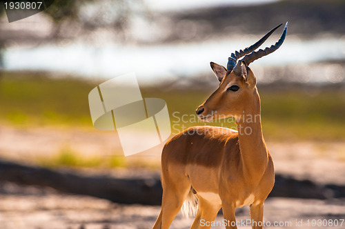 Image of Impala turning head