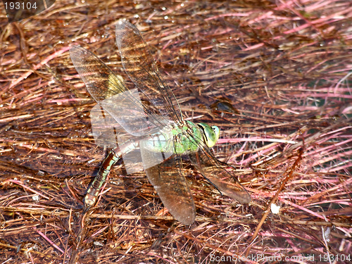 Image of Dragonfly laying eggs