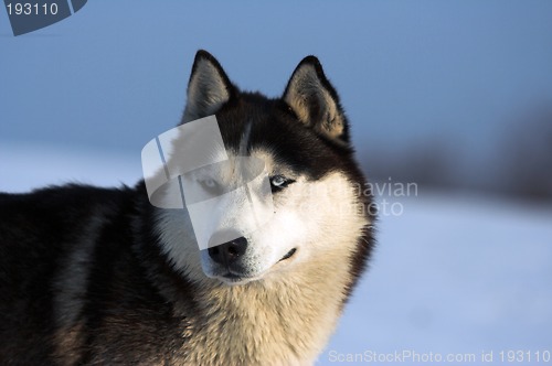 Image of Husky