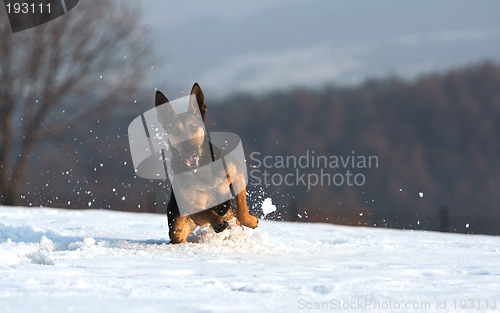 Image of Fun in the snow