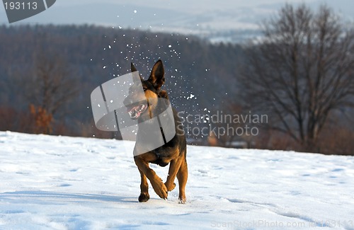 Image of Fun in the snow