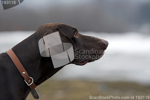 Image of Shorthaired german pointer