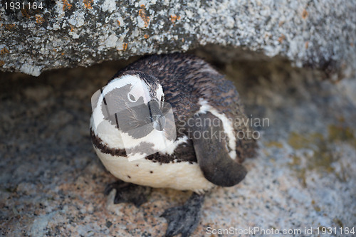 Image of African Penguin