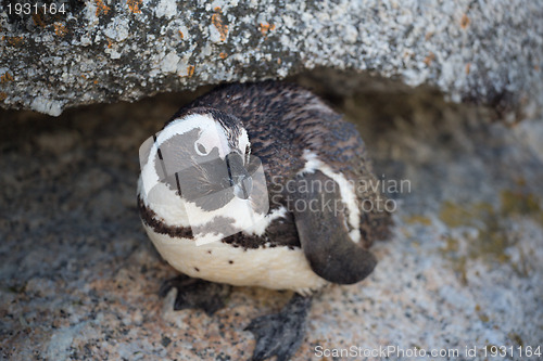 Image of African Penguin