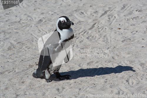 Image of African Penguin