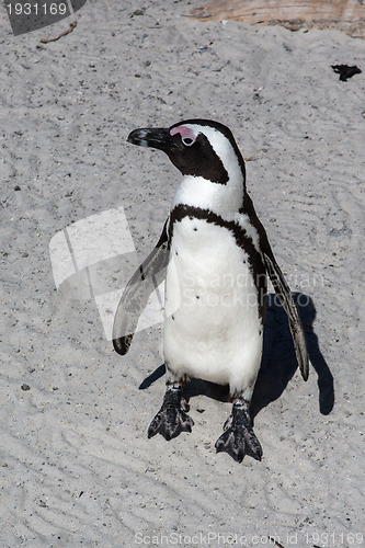 Image of African Penguin