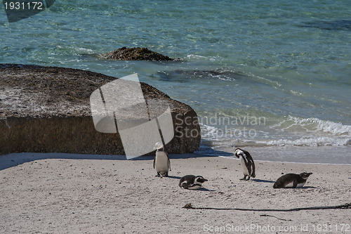 Image of African Penguins