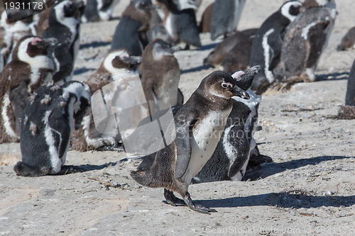 Image of African Penguins