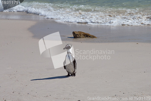 Image of African Penguin